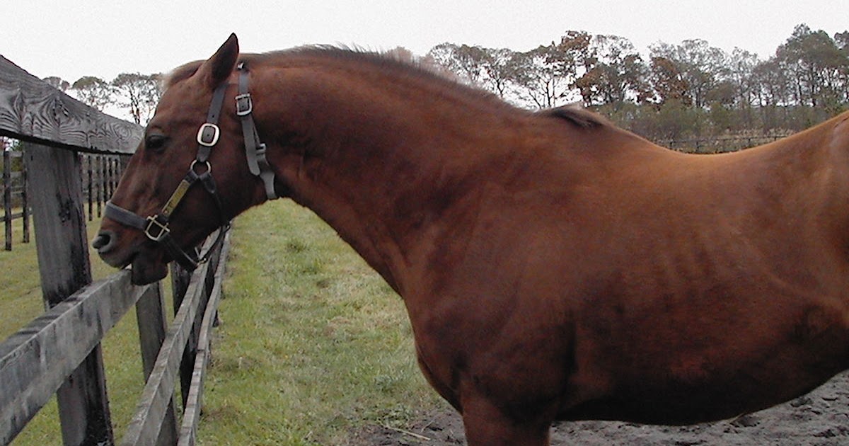 Ways to Keep Stabled Horses for Horse Racing Healthy biographypedia