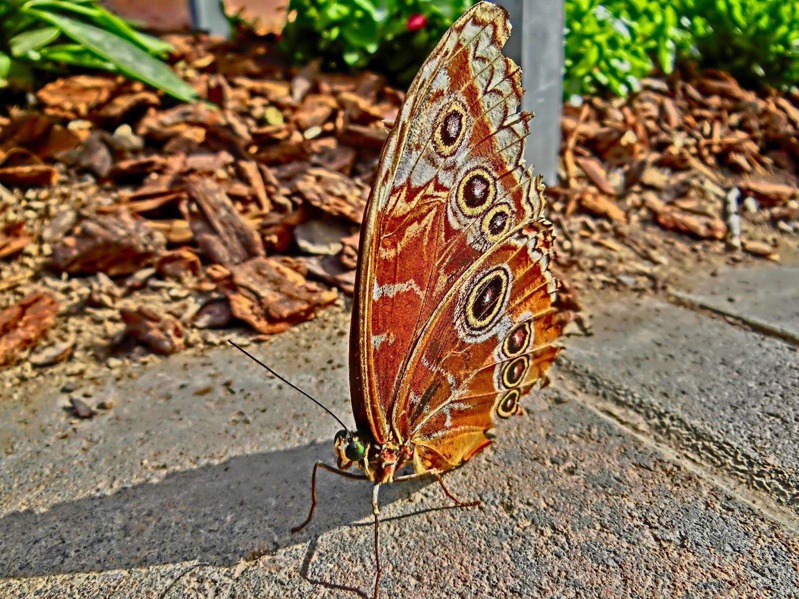 Nau speak Vegas Springs Preserve Butterfly Exhibit