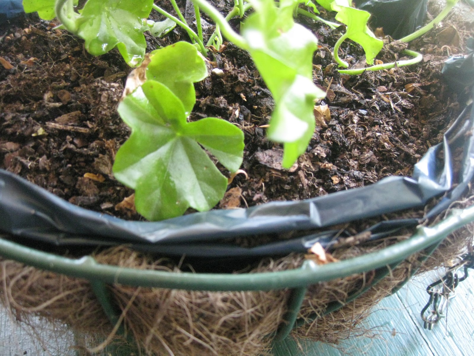 Helping hanging pots retain water in hot weather...
