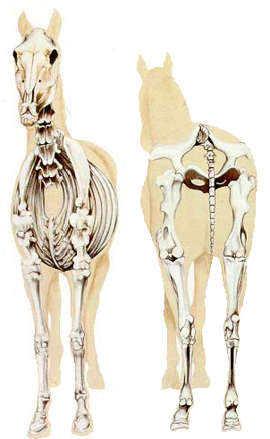 horse anatomy front view