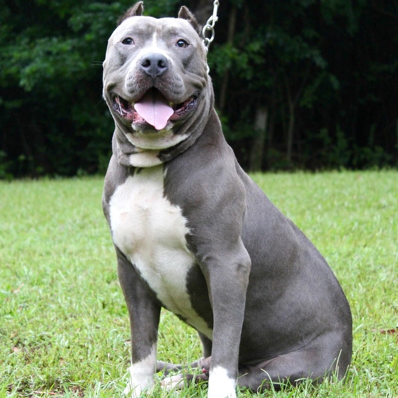 freePitbull A.P.B.T. GATOR