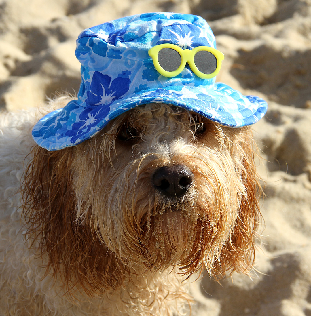 18 Best Summer Dog Accessories for 2018 Australian Dog Lover
