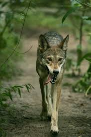 Beast wolf species name list