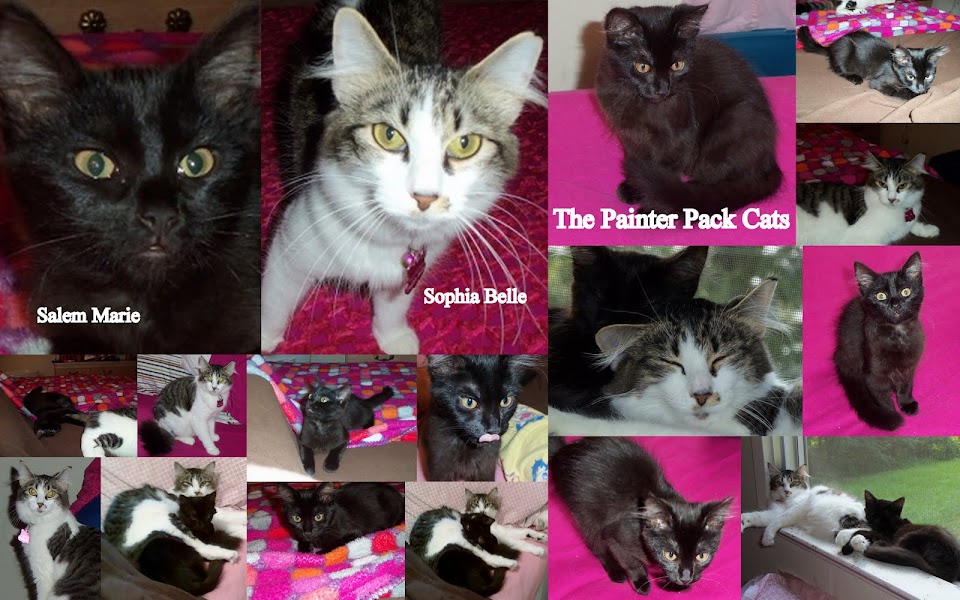 The Painter Pack Cats-Discontinued
