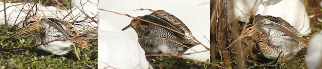 Comparison of Wilson's and Common Snipe axillars and under wing coverts in Newfoundland 2011