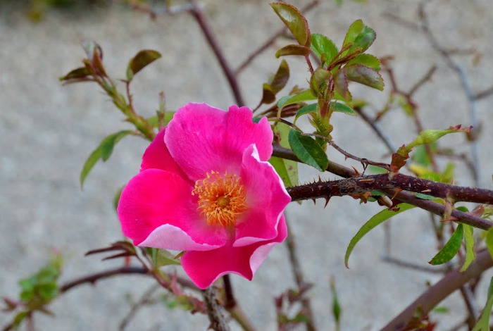 Rosas para jardines mediterráneos (Charles Quest-Ritson) - Guia de jardin