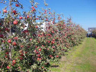本州最北端でフィールド園芸学!
