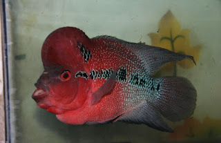 Jenis Ikan Louhan Super Red Dragon
