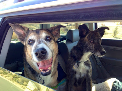 dogs, roadtrip, cars, 