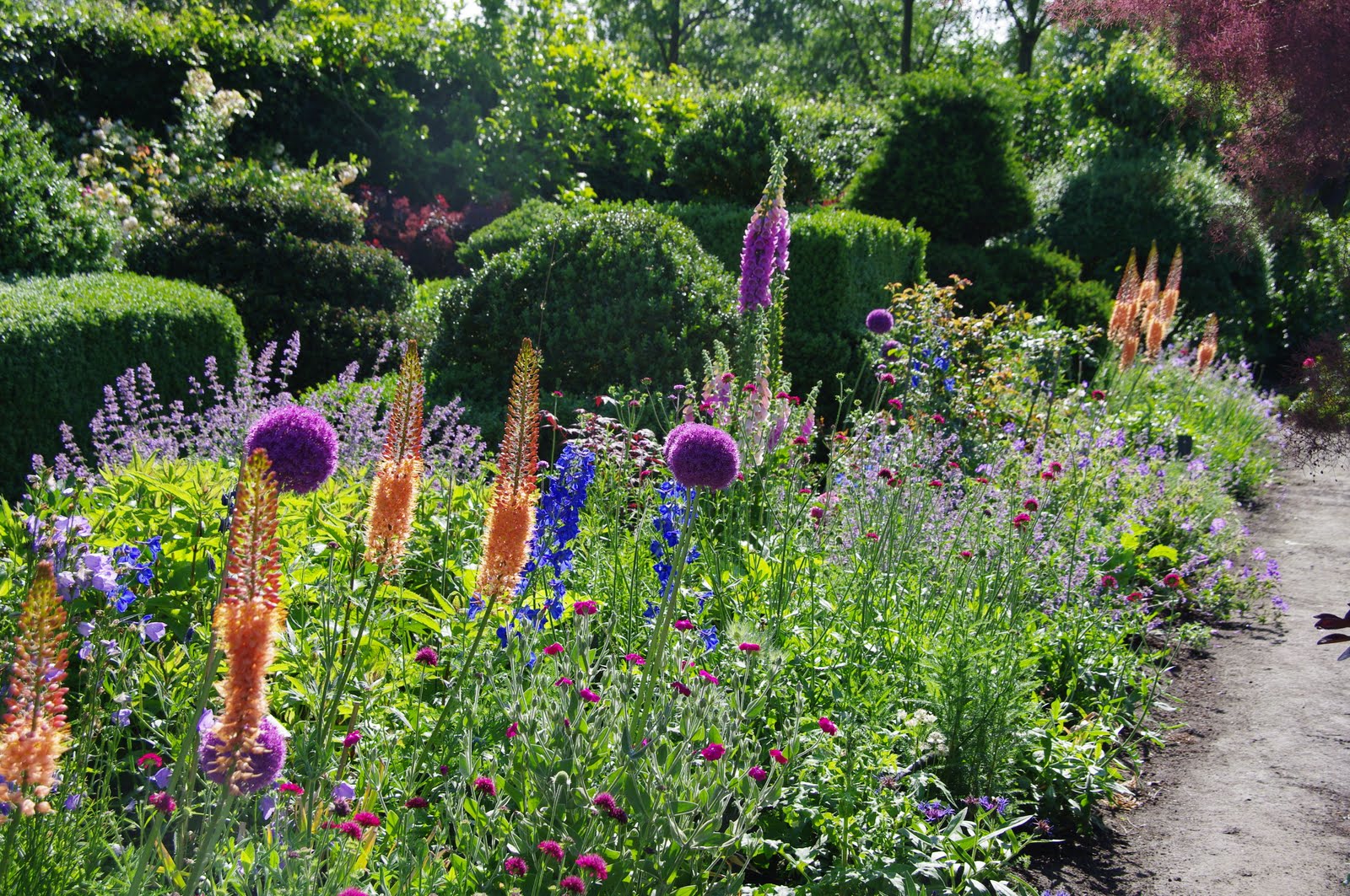 Blossoms up!: fresh june border.... and my Eremurus ('Needle of Cleopatra')