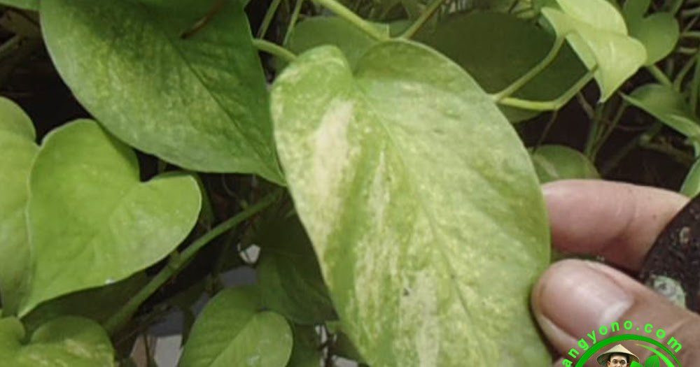 11+ Baru Bunga Gading, Gambar Bunga