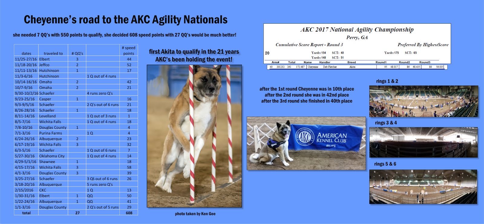 Akita Agility Cheyenne first Akita to compete in AKC Agility Nationals