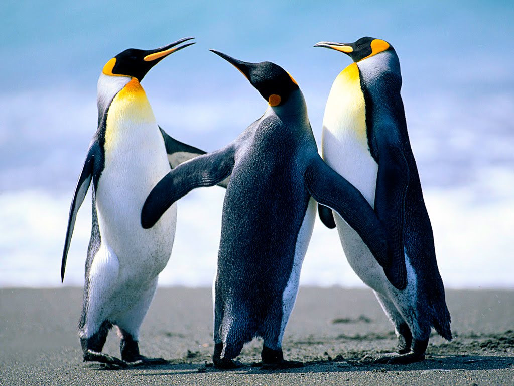 La marcha de los pinguinos