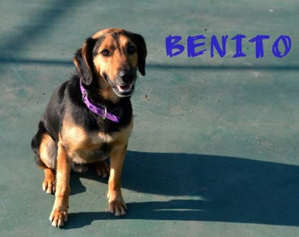 Adoptándonos Benito, precioso perro mestizo de tamaño medianito en