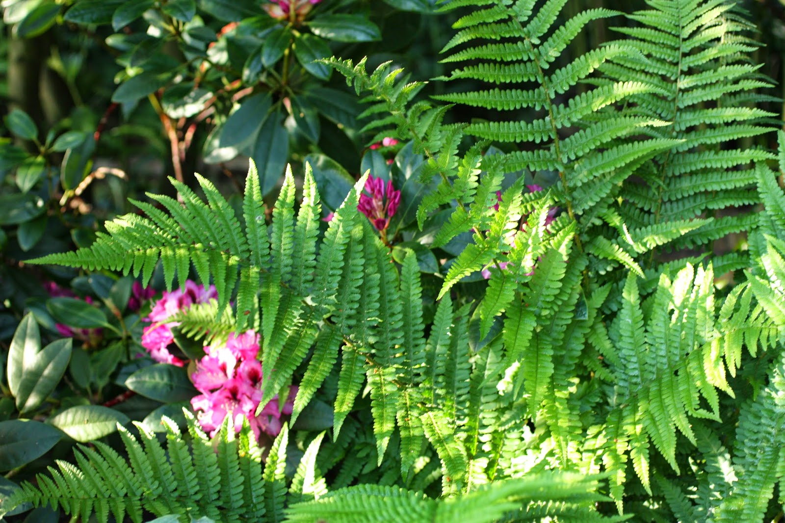 Take time to smell the flowers...... Ferns and little creatures.