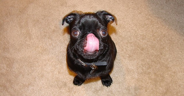 What does it mean if my dog licks his nose