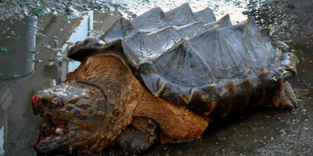 Kemunculan Kura-kura Menyeramkan Mirip Dinosaurus Gegerkan Masyarakat