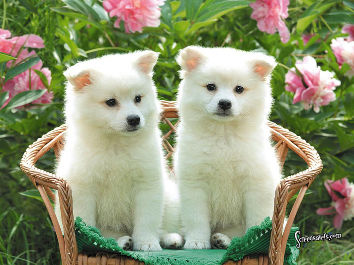 http://2.bp.blogspot.com/-M9KxDA8TM7I/T0S7fiIJccI/AAAAAAAACYY/RLim64WeydQ/s1600/cuties-cute%252Bpuppies-dogs%252B%252525285%25252529.jpg