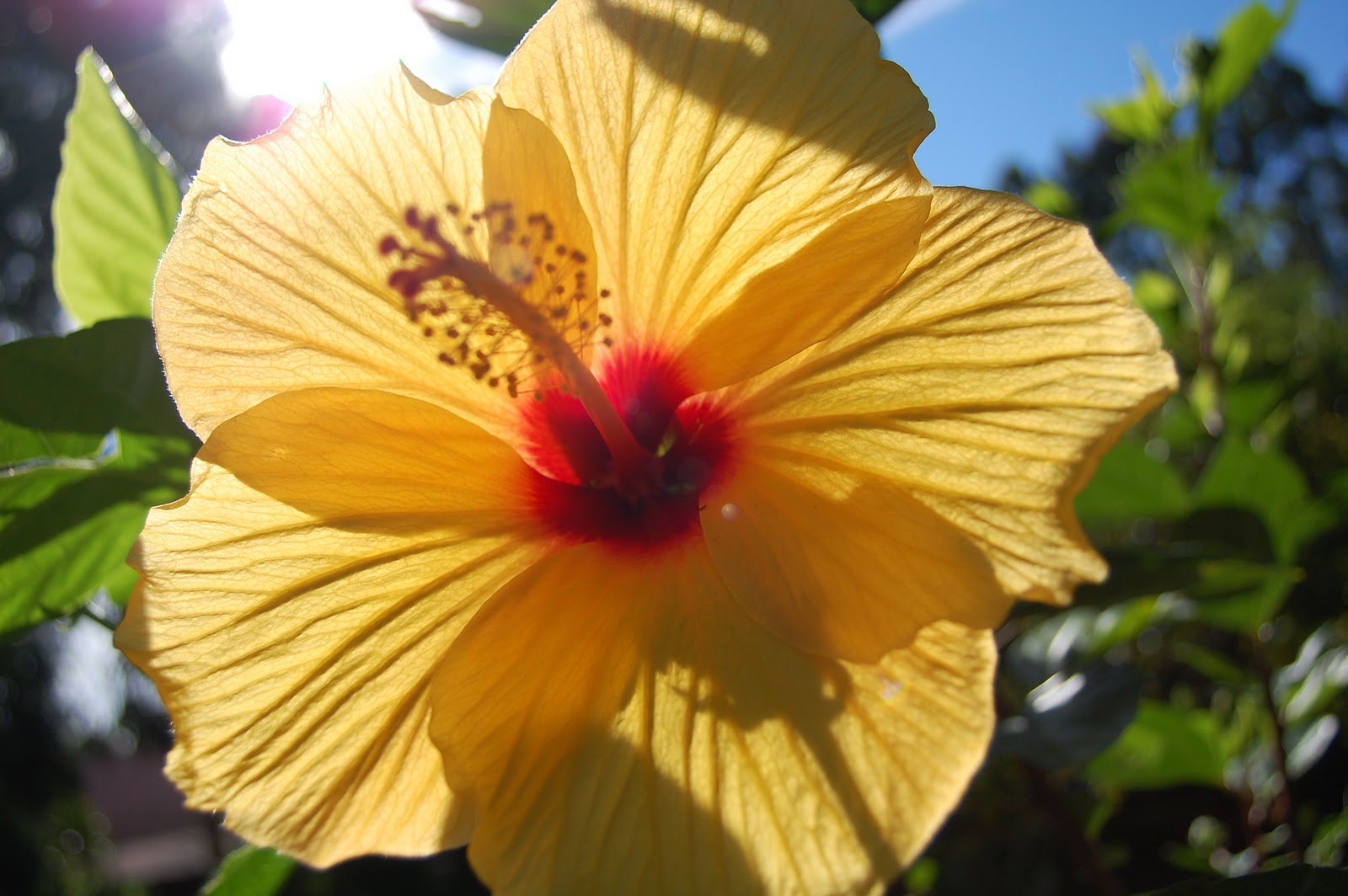 Pakalana Inn, Hilo, Hawaii Things that Bloom in Hawaii
