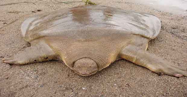 Cantor’s Giant Soft Shelled Turtle Hewan unik aneh didunia