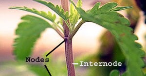 APA YANG DIMAKSUD NODUS DAN INTERNODUS | Kotak Ilmu