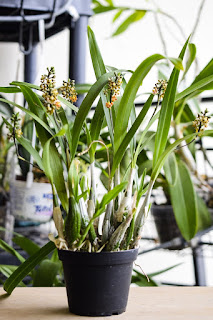 , Encyclia Maculosa, diarid'orchidee