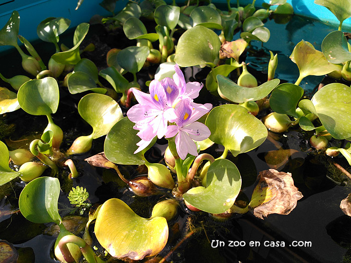 Infotortuga: Jacinto de agua (Eichhornia crassipes)