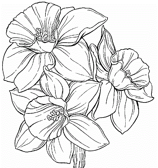More Daffodil Coloring Pages