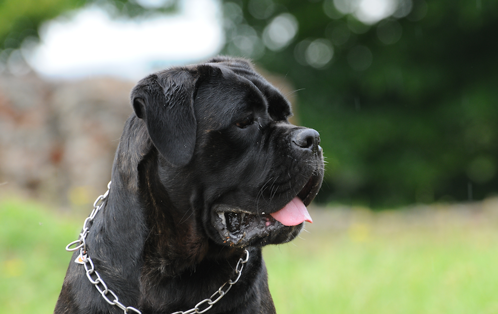 General Facts About Cane Corso Kimi Oge general-facts-about-cane-corso-kimi-oge