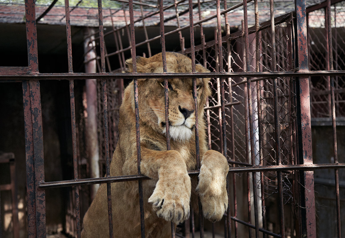 Зоопарк 1 видео. Зоопарк тюрьма. Зоопарк тюрьма для животных. Грустные животные в зоопарке.