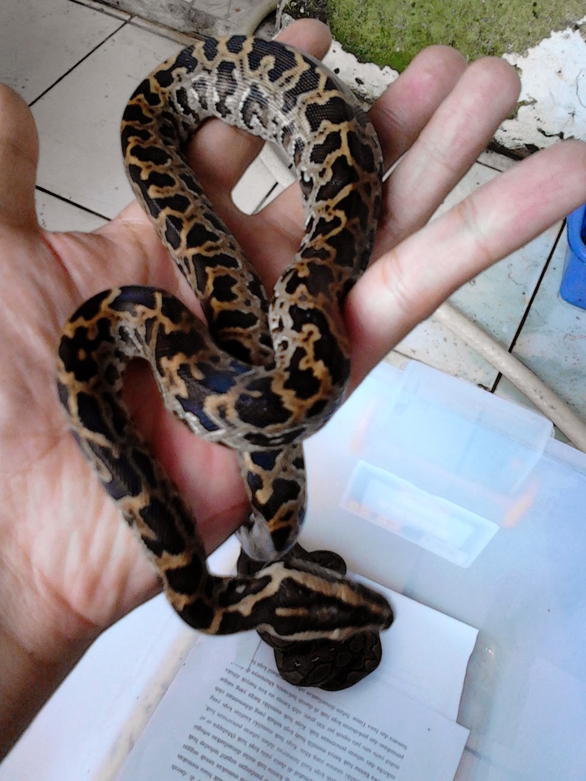 Reptil For Sale