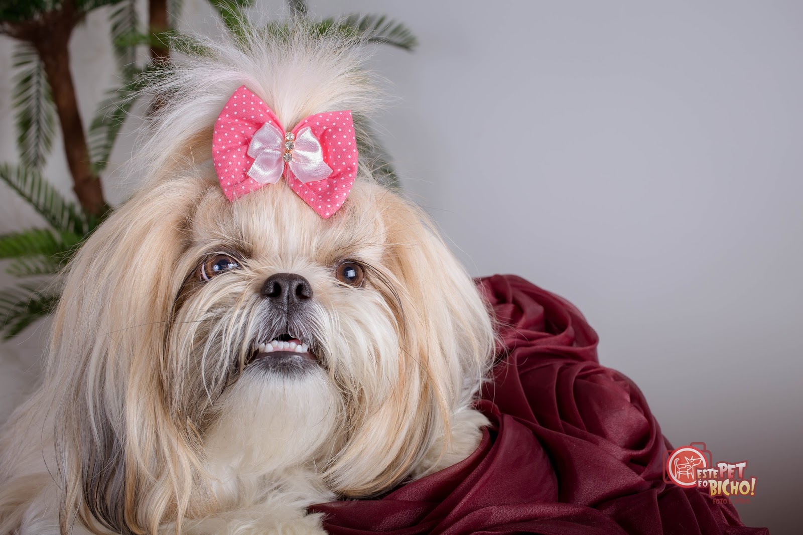 Cachorrinha com laço Clearance