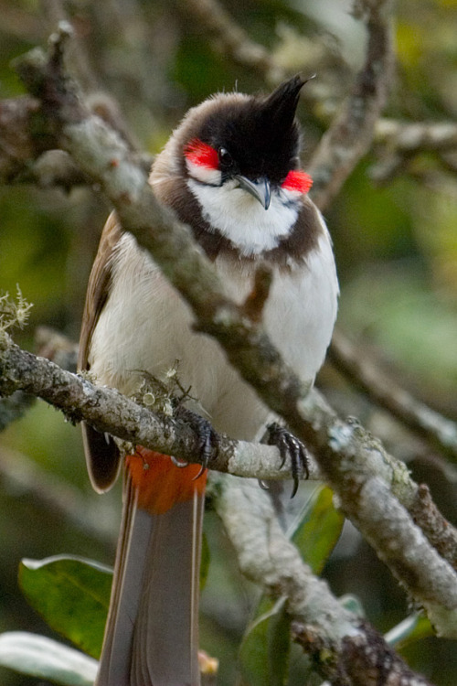 bulbul orfeo