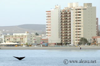 Puerto Madryn con ballenas