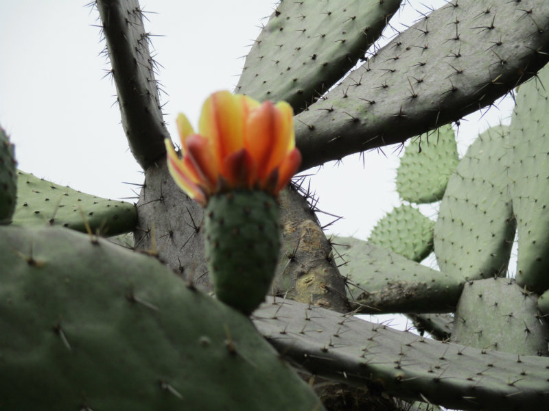 El nopal - blog 11