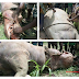 Photos: A Huge Hippopotamus Captured in River Oti in the Northern region