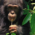 Chimpanzés têm habilidade cerebral para cozinhar