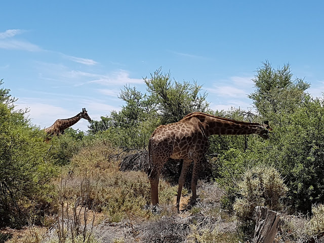 Girafas - Safari - Inverdoorn - África do Sul
