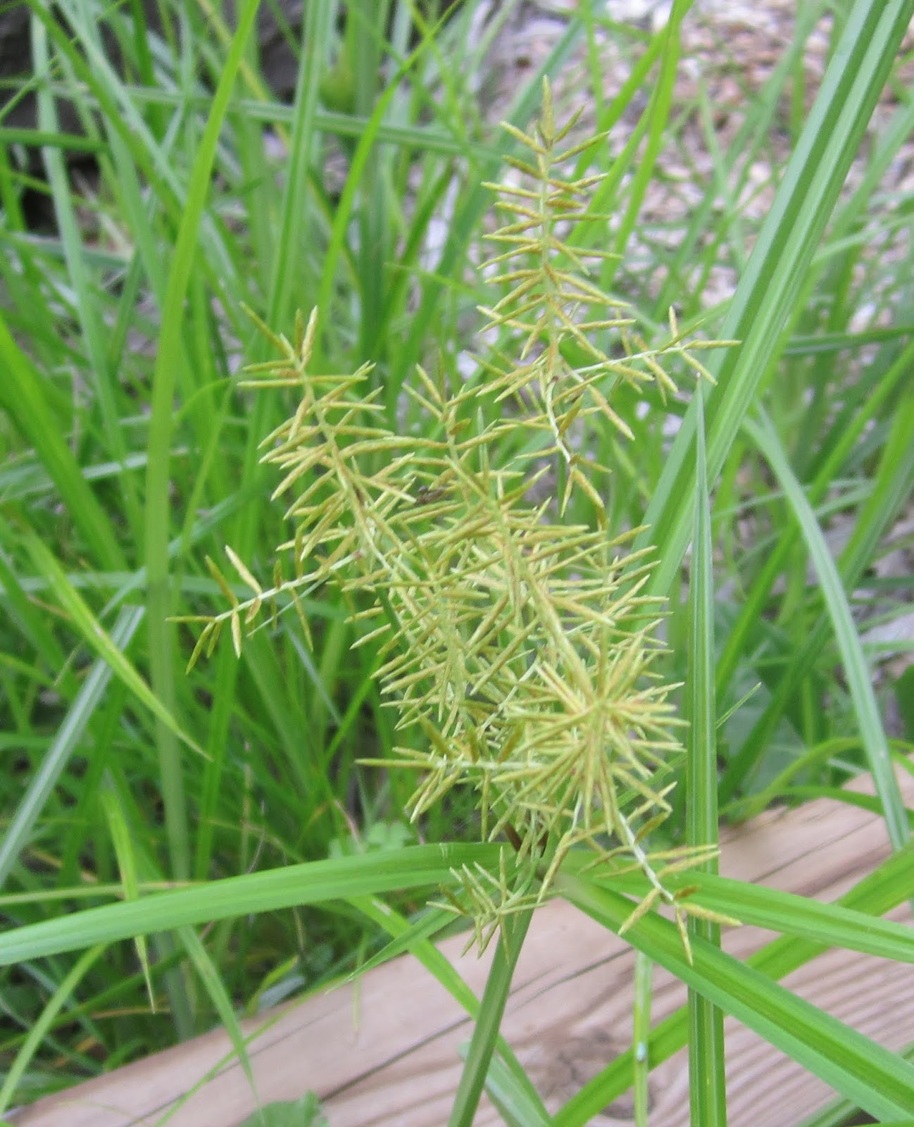 Princeton Nature Notes Looking Down On a Lawn