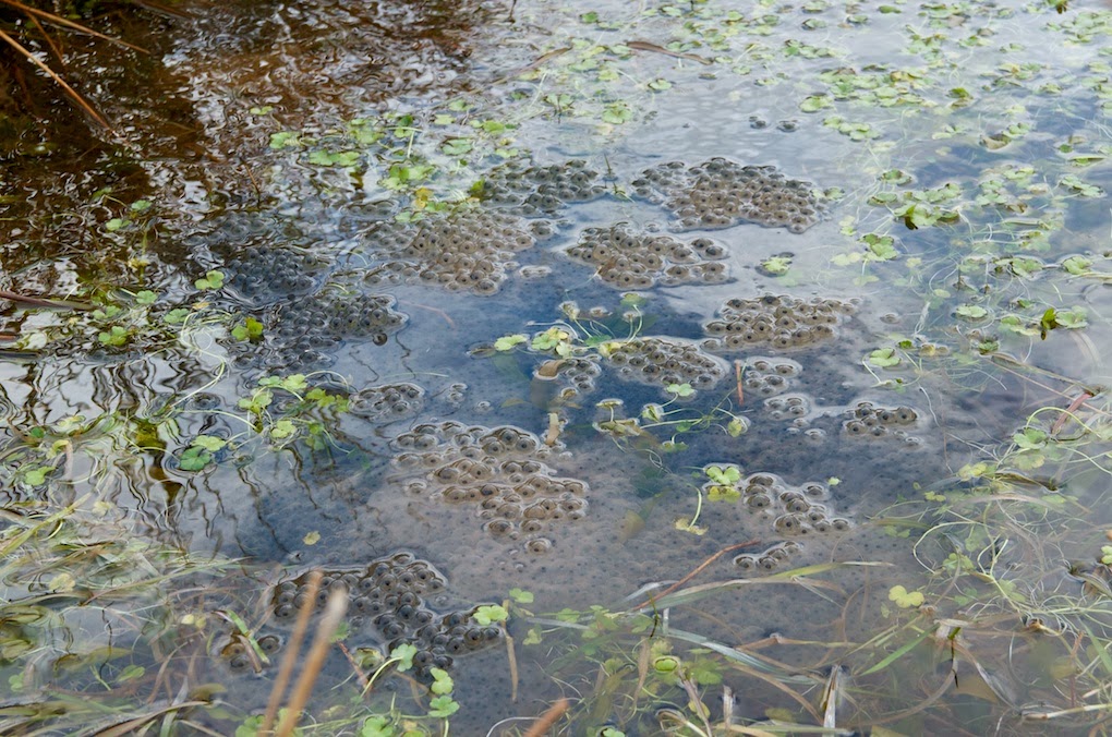 Bowler's Blog: Frog spawn