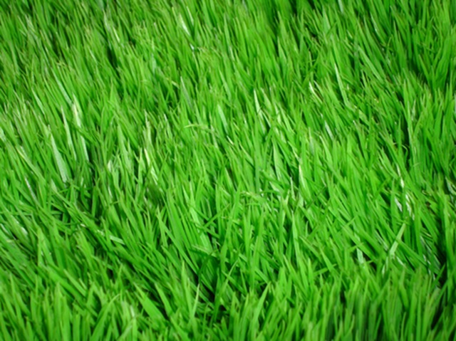 Los céspedes: tips y opciones | Plantas