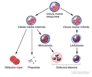 célula sanguínea