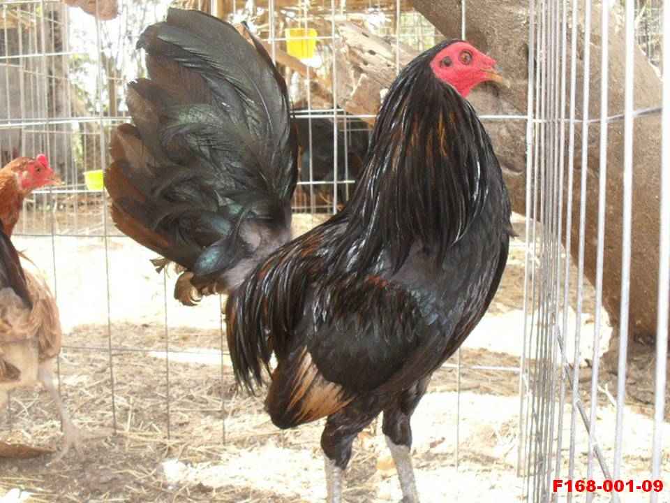 VENTA DE GALLOS Y POLLOS DE PELEA EN GALLERA "EL SEMENTAL" GALLOS Y POLLOS FINOS