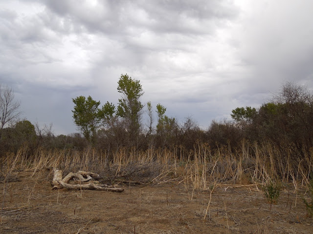  Drought Photos from Paso Robles: Dead Wood and Dry Weeds at Larry Moore Park, © B. Radisavljevic
