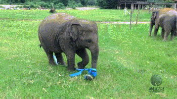 Funny animal gifs, baby elephant playing with rope