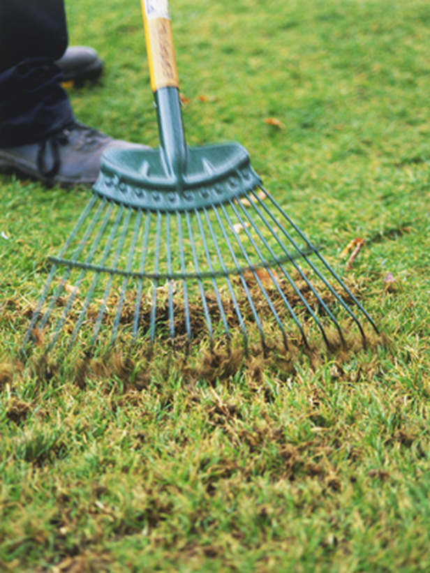 The Principal Undergardener: Crocus and violets and squill, oh my!