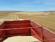 Cereal harvesting days... machinery has changed a lot / Cosecha de cereales... mucho ha cambiado la maquinaria