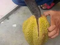 Astaga! Niat Mau Makan Durian Pas  Dibuka Isinya Malah Seperti Ini!
