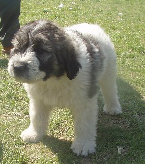 Romanian Shepherd Puppy