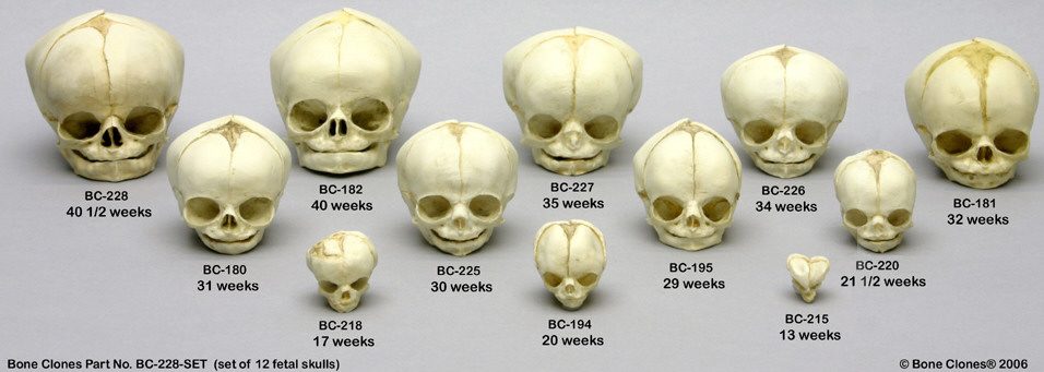 Baby Skull Development Pictures: Understanding Your Baby’s Brain Development